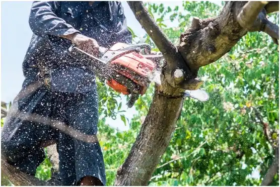 tree services Texas